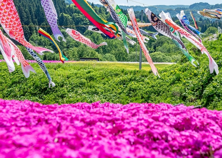 ゑしんの里やすらぎ荘　芝桜とこいのぼり