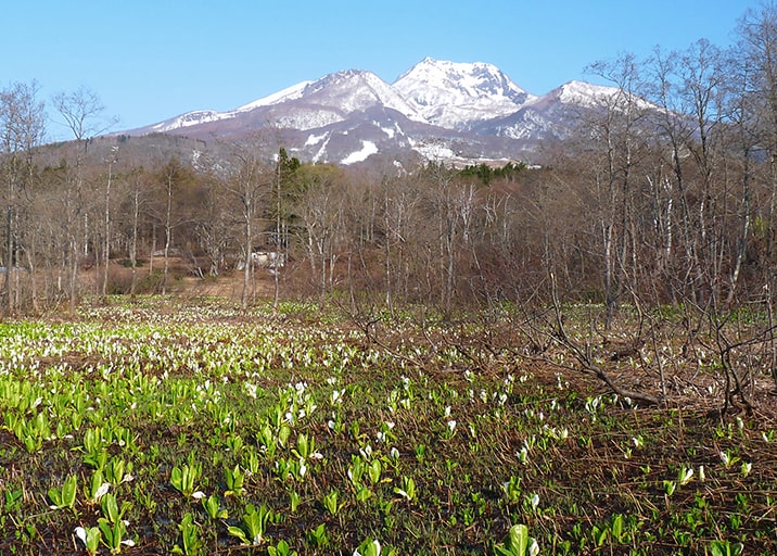 いもり池のミズバショウ