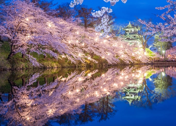 高田城址公園の桜