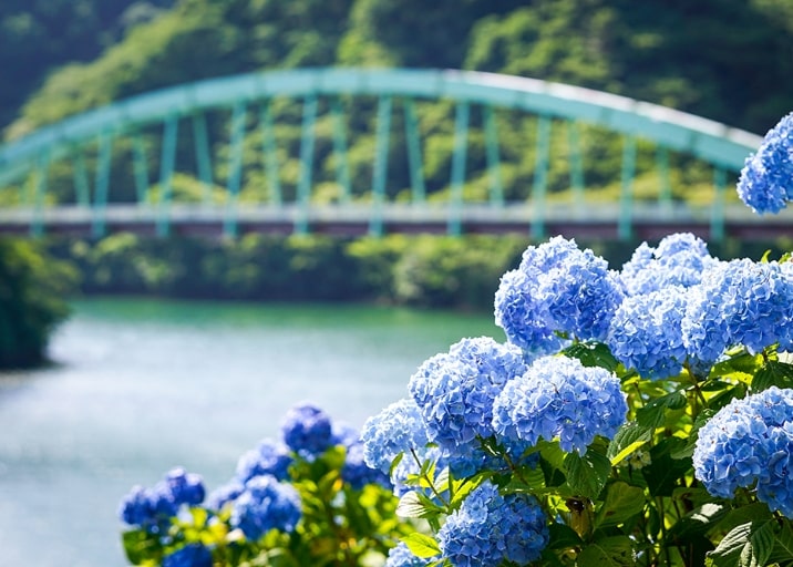 正善寺ダムの紫陽花