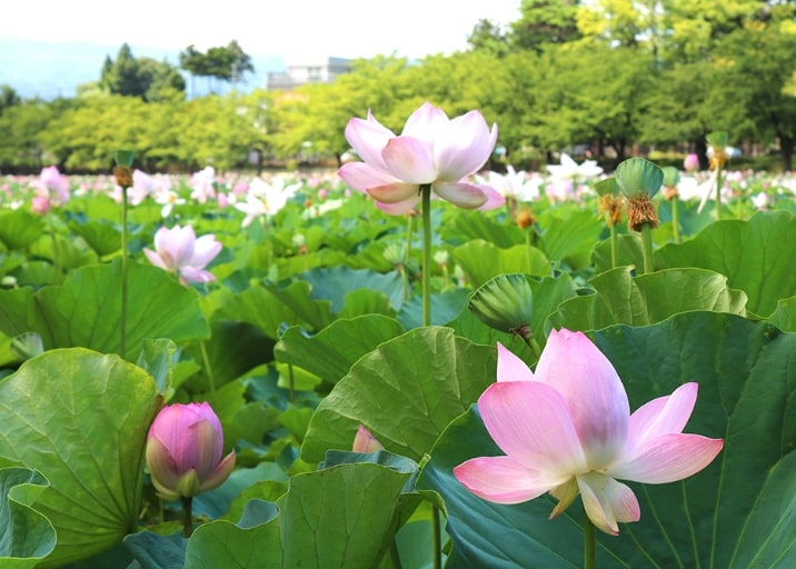 高田城址公園の蓮